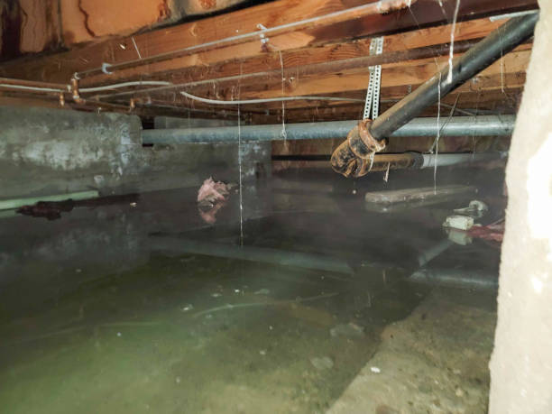 Best Flood restoration services  in Newton, IL