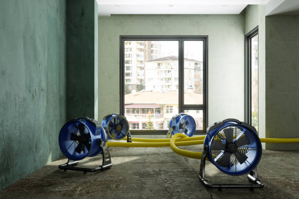 Best Water damage restoration experts  in Newton, IL